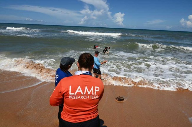 The LAMP team trying to take some measurments, after the tide had come in and covered the anchor's site on Monday. (© FlaglerLive)