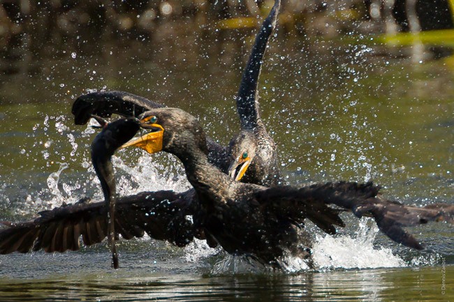 Environmentalists hopes are fading that the Florida Legislature will interpret Amendment 1, the land-buying and water-conservation program, in a way that would revive the Florida Forever acquisitions, including large land-buying in the Everglades, where these birds were seen battling over prey a year ago. (Dennis Zaebst)