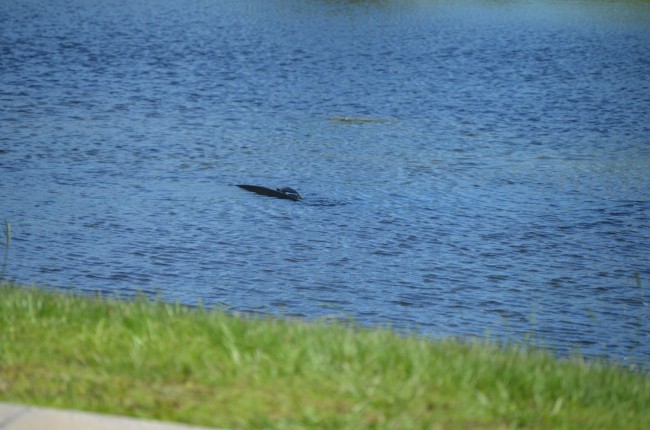 That's all that was visible of the SUV in the pond before Roger's Towing's crew fished it out. Click on the image for larger view. (© FlaglerLive)