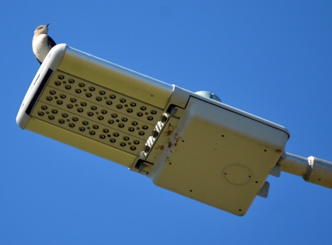 One of 25 LED street lights FPL installed as part of a pilot project at the western end of Palm Coast Parkway. Palm Coast is slowly beginning to convert its street lights to the LED variety. (© FlaglerLive)