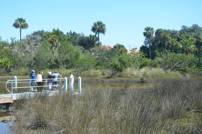 Palm Coast's Long Creek Preserve. (© FlaglerLive)