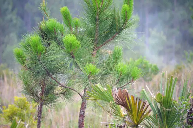 Fledgling longleaf pines. (© FlaglerLive)