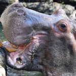 lu hippopotamus dies