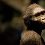 3.2-million-year-old female specimen of the genus Australopithecus afarensis, lucy