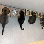 A recent lunch meeting at Community Cats of Palm Coast. (© FlaglerLive)