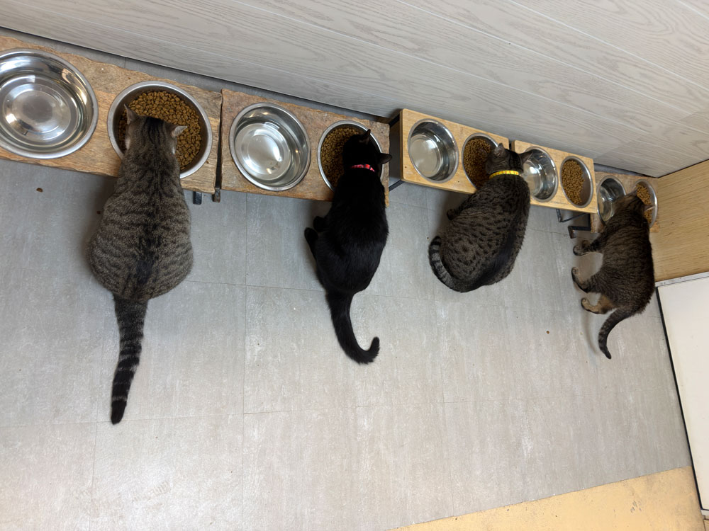 A recent lunch meeting at Community Cats of Palm Coast. (© FlaglerLive)