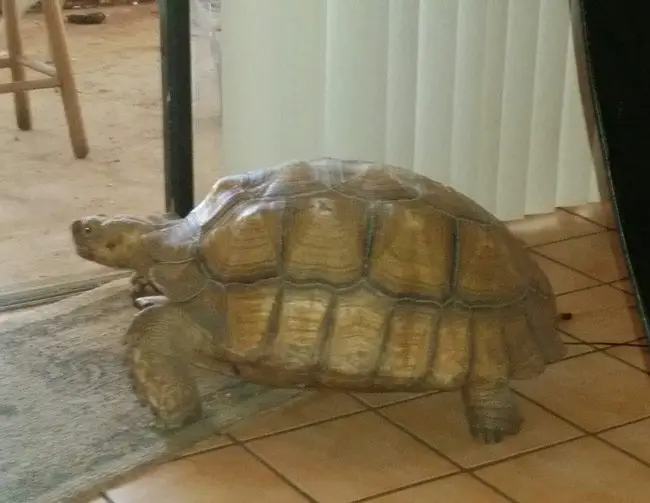 Missing Maddy: this 14-year-old turtle has gone missing in the area of Joe's Pizza-Taco Bell, off Palm Coast Parkway. Its owner seeks your help. See below for an additional picture. 