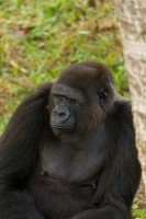 madini gorilla jacksonville zoo