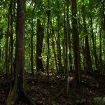 They look great here. But they're disappearing: Mahogany trees. (Lauren Gutierrez)