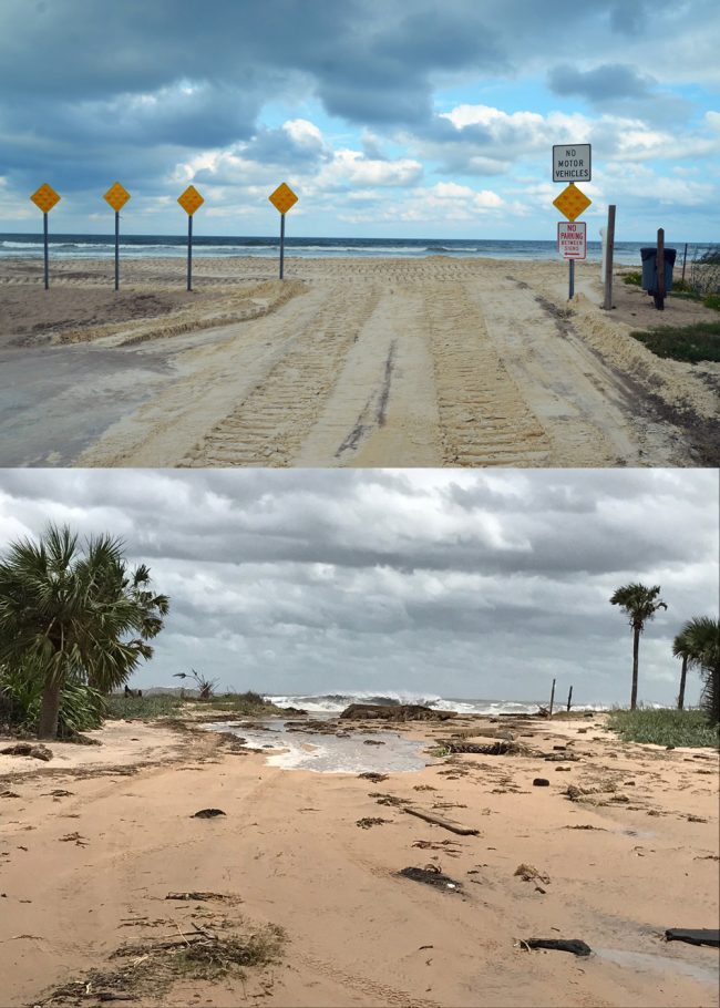 Before and after: Nothing so dramatically illustrates the power of Hurricane Irma's storm surge on Flagler's shore than how it remade Malacompra Park in the Hammock. The top picture above was taken last Thursday, Sept. 7, just after county public work crews had dumped loads of sand to form a protective berm against the anticipated surge, at the point where the road ends and the beach begins. Below, this morning, the berm was gone, so was a lot more. (c FlaglerLive)