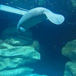 manatee protection