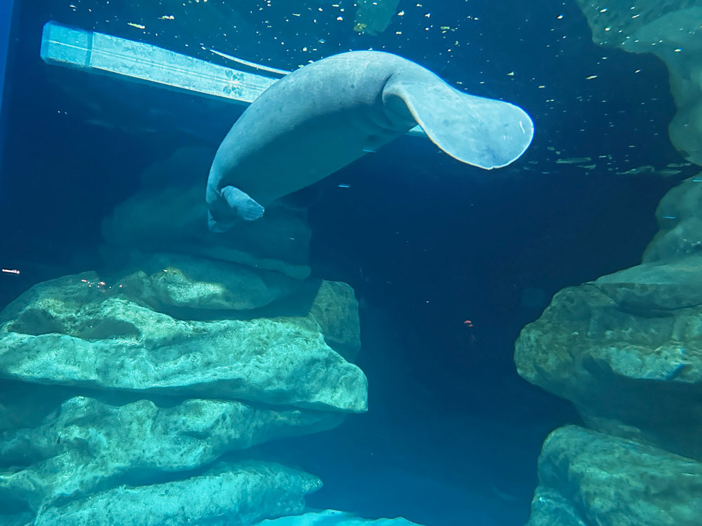 manatee protection