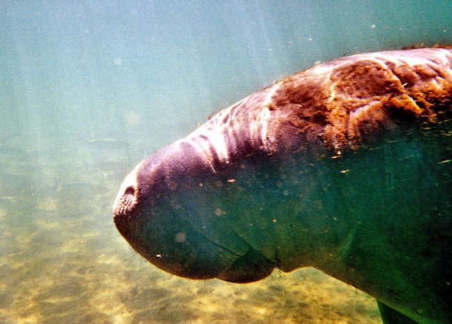 flagler county manatee protection plan