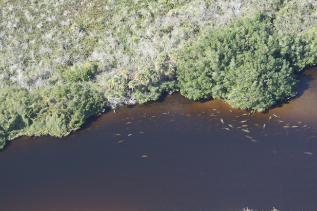 Manatees congregating in an Orange River cove in lee County during the January aerial count. (FWC)