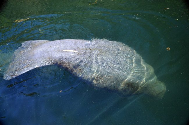 manatees safety