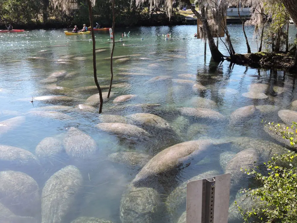 manatees are dying in droves