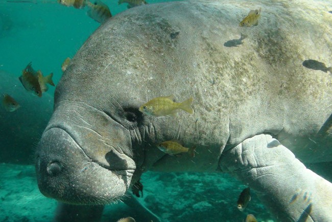 manatees palm coast