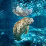 Researchers believe a decline in seagrass is leaving manatees malnourished.