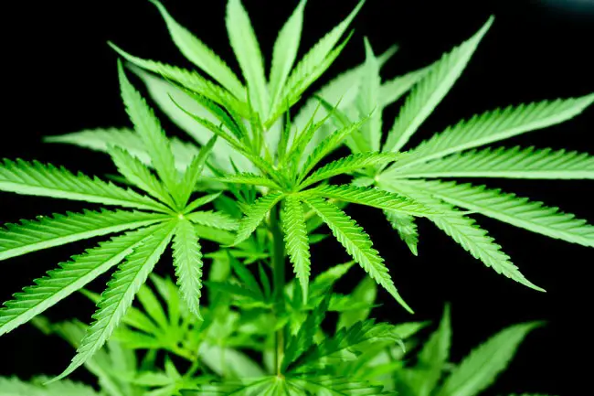 marijuana business news21 florida