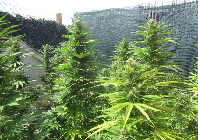 marijuana cultivation