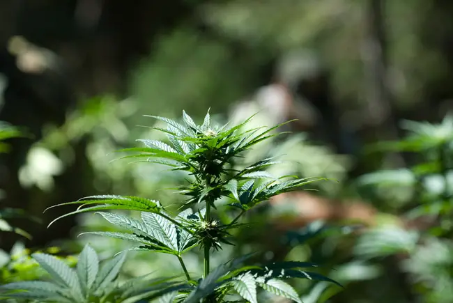 marijuana growth flagler