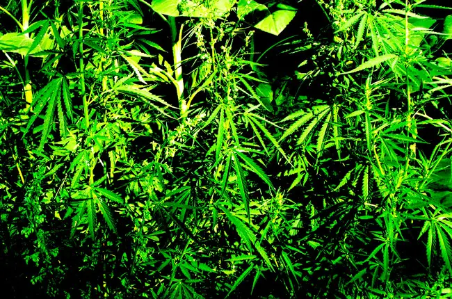 medical pot growth florida