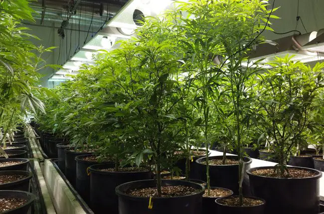 florida marijuana nurseries