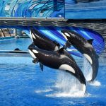 Marineland has come under intense scrutiny recently due to its financial struggles and allegations of animal welfare violations. (Unsplash)