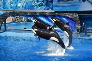 Marineland has come under intense scrutiny recently due to its financial struggles and allegations of animal welfare violations. (Unsplash)