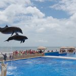 Marineland's dolphins have reason to jump for joy. (© FlaglerLive)