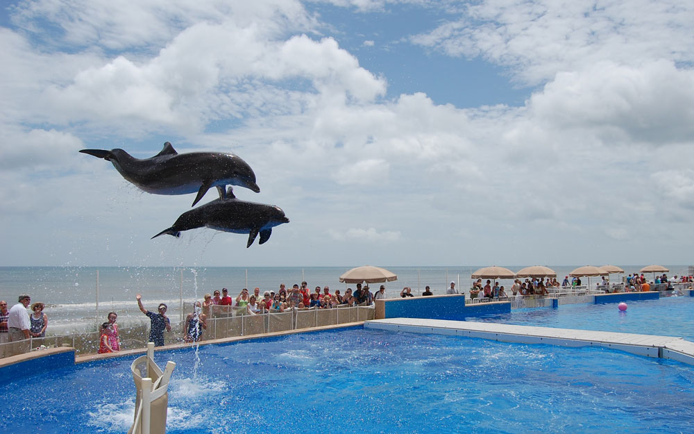 Marineland's dolphins have reason to jump for joy. (© FlaglerLive)