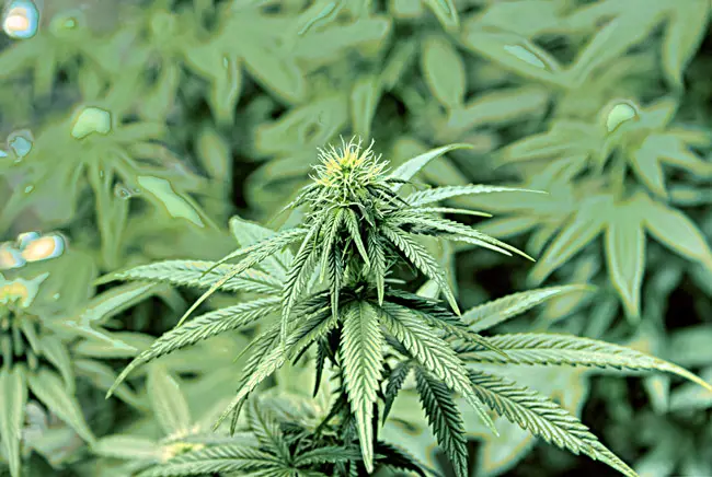 Amendment 2 would legalize the availability of medical marijuana in Florida. 