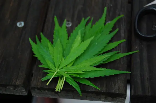 florida medical marijuana act