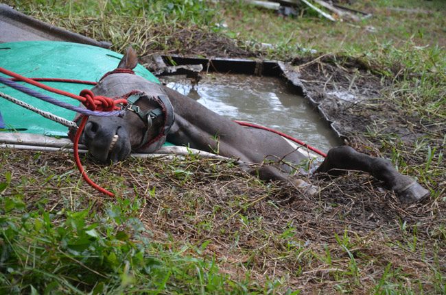 mercy horse rescue