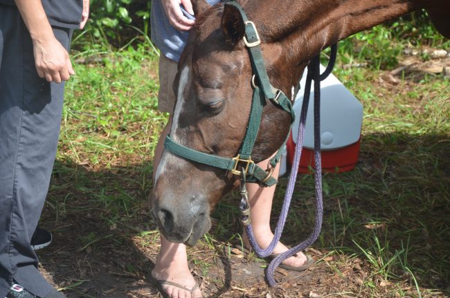 horse rescue