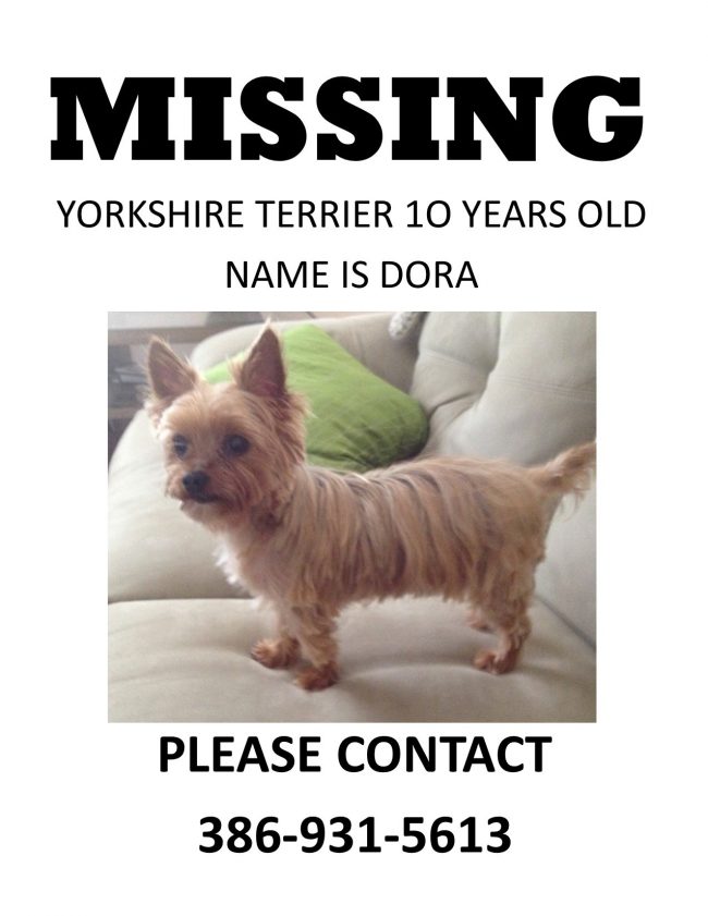 missing dog dora