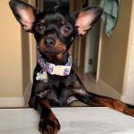 Molly. (Rebecca Reynolds)
