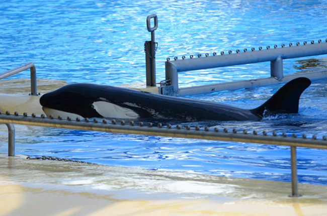 Morgan, in captivity at Loro Parque (© Ingrid Visser/Free Morgan Foundation)