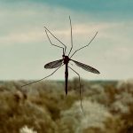 Mosquito-Borne Illnesses Advisory
