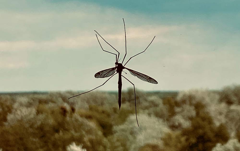 Mosquito-Borne Illnesses Advisory