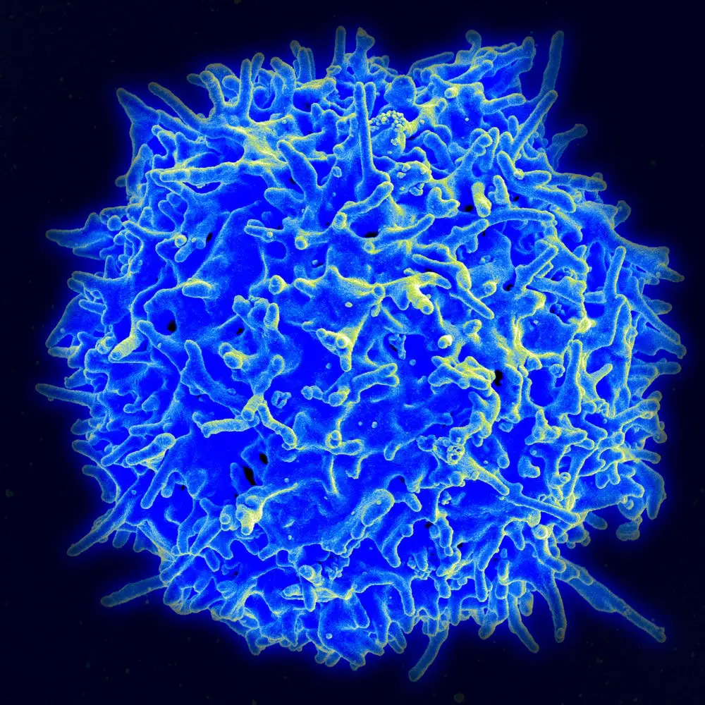 DNA and mRNA vaccines are much better at producing T cells than are normal vaccines. NIAID/NIH via Flickr