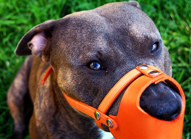 can a pitbull be a service dog in florida