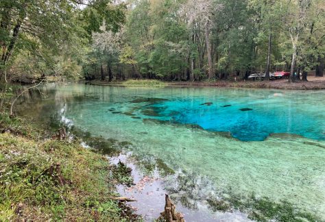 Gilchrist Blue Springs, located about 20 miles northwest of Gainesville, Fla., is a popular recreation site known for the clarity of its water. Christopher Meindl, CC BY