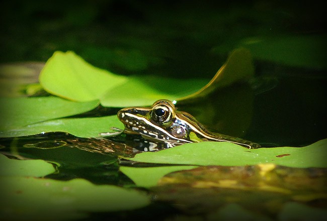 the nature conservancy florida