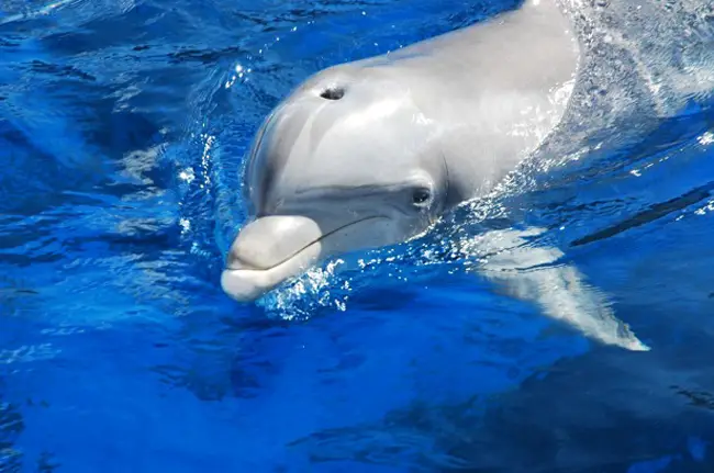 nellie dolphin oldest captivity marineland adventure