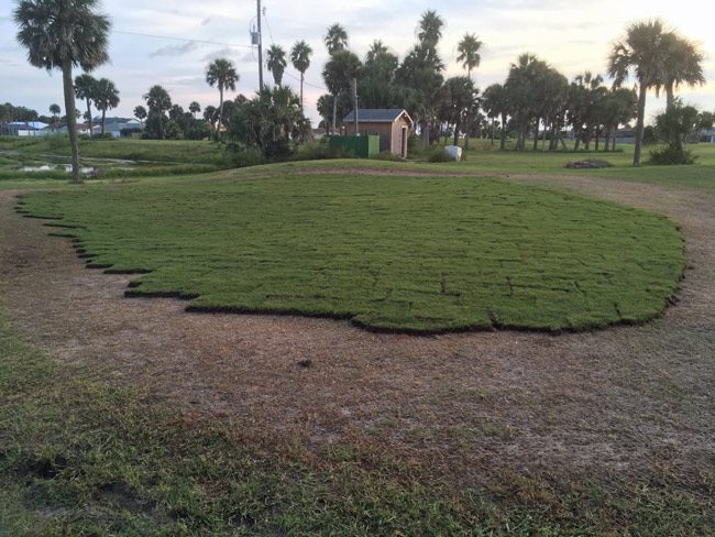 New sod at the old Ocean Palms Golf Course, the latest attempt to bring the nine-hole golf course into compliance with its lease with the city. 'The golf course has never looked so good,' according to Flagfler Beach City Commission Chairman Rick Belhumeur, who only last month was ready to end the lease with the management company. (© FlaglerLive)