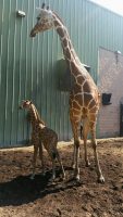 newborn giraffe