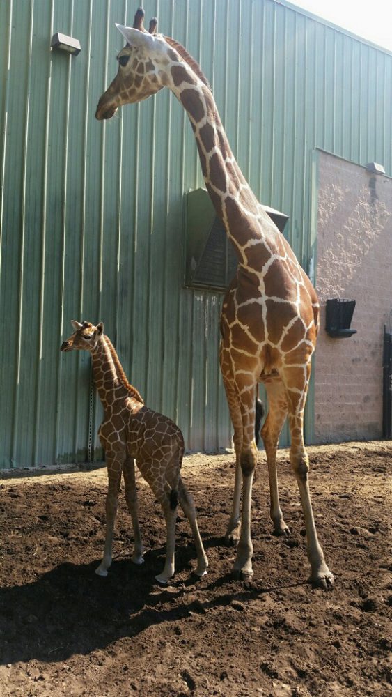 Jacksonville Zoo Announces Birth of 39th Giraffe On Its Grounds