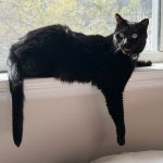 Niles on the lookout. (© FlaglerLive)