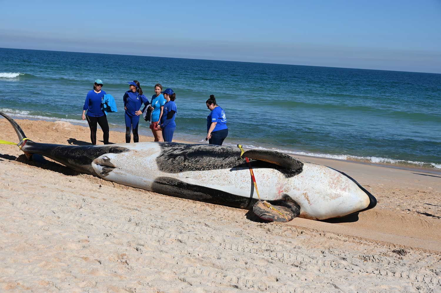 477 whales die in 'heartbreaking' New Zealand strandings